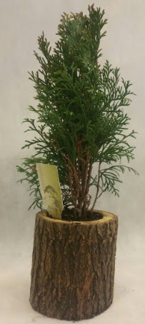SINIRLI STOK Selvi Bonsai Do�al k�t�kte Etimesgut cicekciler , cicek siparisi 