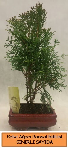Selvi a�ac� bonsai japon a�ac� bitkisi Demetevler Oran 14 �ubat sevgililer g�n� �i�ek 