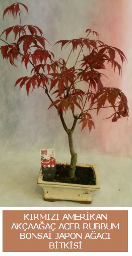 Amerikan ak�aa�a� Acer Rubrum bonsai �aml�ca mahallesi �i�ek ma�azas� 