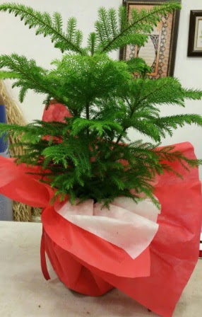 Salon �am� Araucaria Heterophylla bitkisi Etimesgut cicekciler , cicek siparisi 