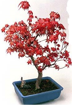 Amerikan ak�aa�a� bonsai bitkisi Bat�kent �i�ek g�nderme 