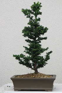 �am a�ac� bonsai bitkisi sat��� Macunk�y sevgilime hediye �i�ek 