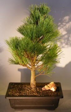 �am a�ac� japon a�ac� bitkisi bonsai Macunk�y sevgilime hediye �i�ek 