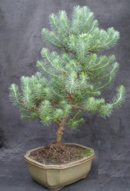 Bonsai �am a�ac� japon a�ac� bitkisi Bat�kent �nternetten �i�ek sipari�i 