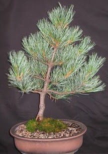 Bonsai �am a�ac� japon a�ac� bitkisi Bat�kent yurti�i �i�ek sipari�i 