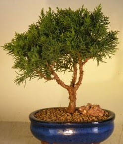 Servi �am bonsai japon a�ac� bitkisi Bat�kent �i�ek g�nderme 