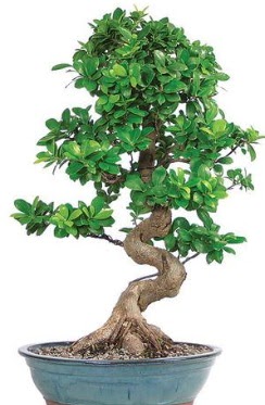 Yakla��k 70 cm y�ksekli�inde ithal bonsai Macunk�y sevgilime hediye �i�ek 
