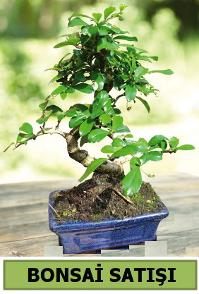 �am bonsai japon a�ac� sat��� Demetevler Oran 14 �ubat sevgililer g�n� �i�ek 