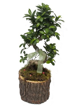 Do�al k�t�kte bonsai saks� bitkisi Etimesgut cicekciler , cicek siparisi 