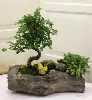 A�a� k�t�k i�erisinde bonsai ve sukulent Bat�kent �nternetten �i�ek sipari�i 