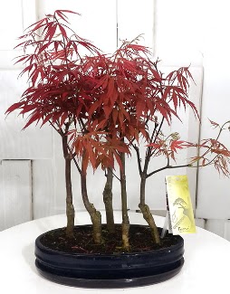 5 adet japon ak�aa�a� bonsai �i�e�i Demetevler Oran 14 �ubat sevgililer g�n� �i�ek 