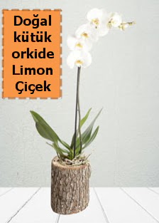 Do�al k�t�kte tek dall� beyaz orkide Macunk�y sevgilime hediye �i�ek 