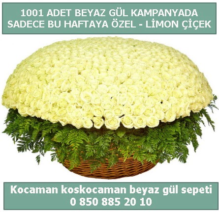 1001 adet beyaz g�l sepeti �zel kampanyada Bat�kent �nternetten �i�ek sipari�i 