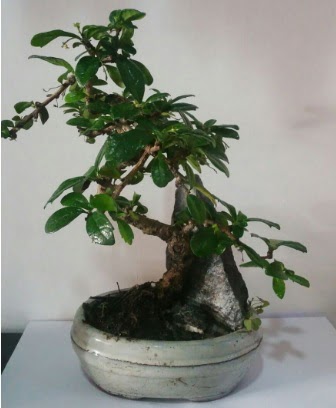S �eklinde ithal bonsai a�ac� Bat�kent �i�ek g�nderme 