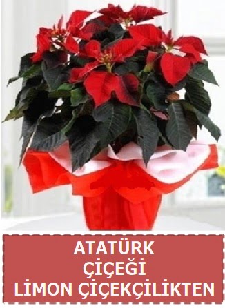 Atat�rk �i�e�i saks� bitkisi Demetevler Oran 14 �ubat sevgililer g�n� �i�ek 