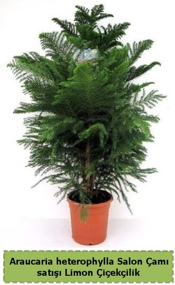 Salon �am� Sat��� Araucaria heterophylla Demetevler Oran 14 �ubat sevgililer g�n� �i�ek 