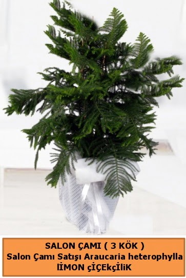 Araucaria heterophylla Salon �am� Urankent g�n� �i�ek yolla 