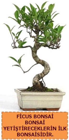 Ficus bonsai 15 ile 25 cm aras�ndad�r Bat�kent �i�ek g�nderme 