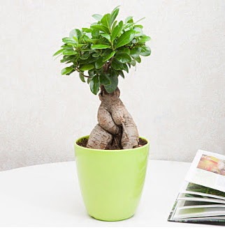 Ficus Ginseng Bonsai Sincan �i�ek sipari�i 