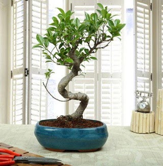 Amazing Bonsai Ficus S �thal Fatih �i�ek sipari�i vermek 