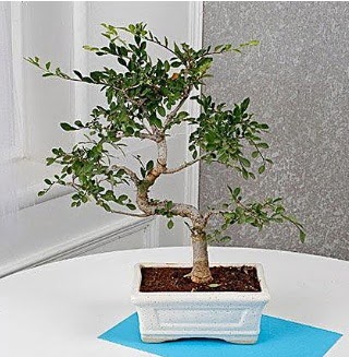 Unique Ulmus S Shaped Bonsai Bat� sitesi mahallesi ucuz �i�ek g�nder 