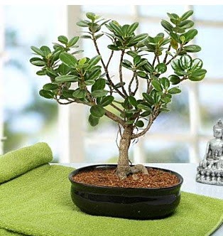 Lovely Ficus Iceland Bonsai Yeni bat� mahallesi , �i�ek�i , �i�ek�ilik 