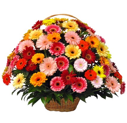 Kar���k renkli b�y�k gerbera sepet aranjman� Bat�kent �nternetten �i�ek sipari�i 