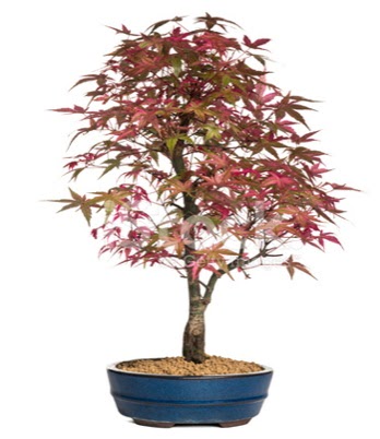 Ak�aa�a� bonsai s�per bonsai a�ac� Ergazi Mahallesi �i�ek g�nderme sitemiz g�venlidir 