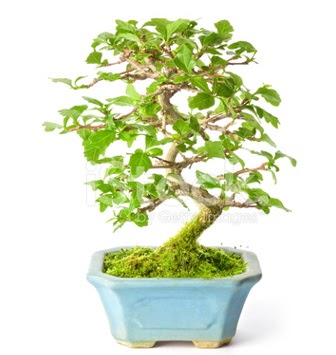S zerkova bonsai k�sa s�reli�ine Etimesgut cicekciler , cicek siparisi 