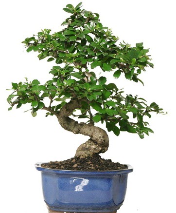 21 ile 25 cm aras� �zel S bonsai japon a�ac� Macunk�y sevgilime hediye �i�ek 