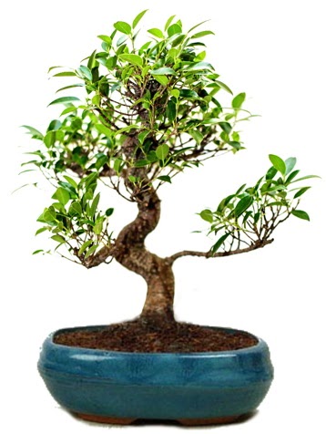 25 cm ile 30 cm aral���nda Ficus S bonsai Bat�kent �nternetten �i�ek sipari�i 