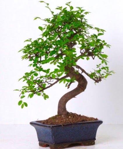 S g�vdeli bonsai minyat�r a�a� japon a�ac� Bat�kent �nternetten �i�ek sipari�i 