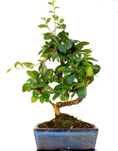 Bonsai Minyat�r A�a� Bonzai S G�vde kaliteli taze ve ucuz �i�ekler 