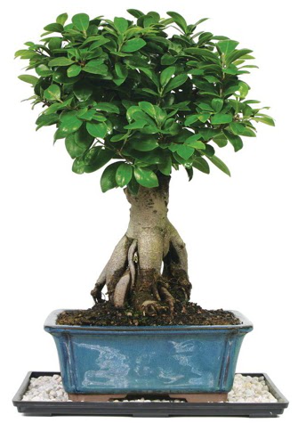 Bonsai Ginsing Grafted Ficus Bonsai Bat�kent �i�ek g�nderme 