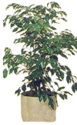 Fatih �i�ek sipari�i vermek  Ficus benjamin 