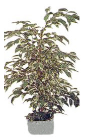 Bat� sitesi mahallesi ucuz �i�ek g�nder  Ficus starlight  