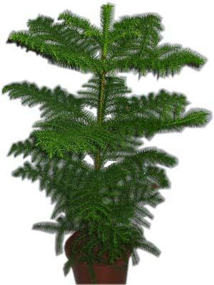 U�ur mumcu mahallesi �i�ek sat���  Araucaria 