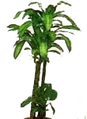 �n�n� mahallesi �i�ek�i telefonlar�  Dracaena massengena