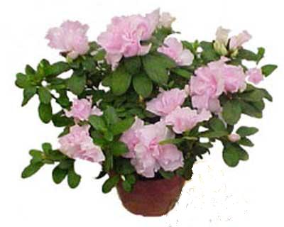 Elvankent online �i�ek g�nderme Rhodendron latince A�elya 
