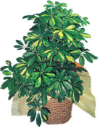 Fatih �i�ek sipari�i vermek  Schefflera gold 