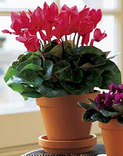 Kentkoop mahallesi �i�ek yolla  Cyclamen 