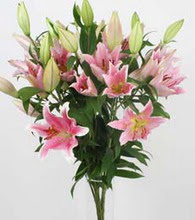 Yenimahalle �i�ek online �i�ek sipari�i  5 Pembe lilyum kazablanka buket �i�ek modeli