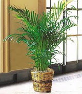 �vedik g�venli kaliteli h�zl� �i�ek  Areca Palm ithal kaliteli