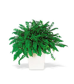 Kardelen mahallesi �i�ek g�nderme  Decorative Fern ask merdiveni