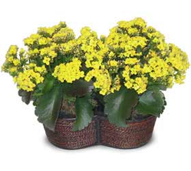 Kentkoop mahallesi �i�ek yolla  Double Kalanchoe sepette