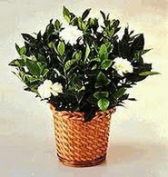 Sincan �i�ek sipari�i  Gardenia Plant ithal saksi