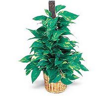 Bat�kent cicek , cicekci  Golden Pothos ithal saksi