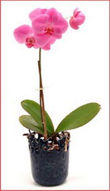 me�rutiyet �i�ek�i ma�azas�  Phalaenopsis Orchid Plant