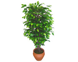 Ficus Benjamin 1,50 cm  Yeni bat� mahallesi , �i�ek�i , �i�ek�ilik 