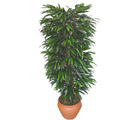 Bat�kent yurti�i �i�ek sipari�i  �zel Mango 1,75 cm y�ksekliginde